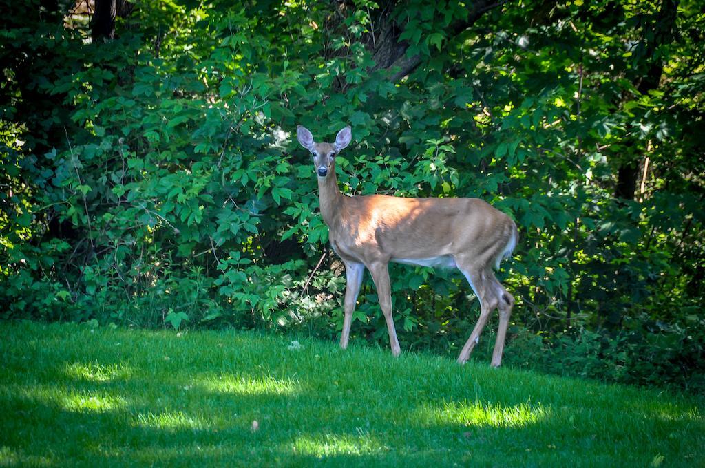 A La Villa Rivermead Gatineau Esterno foto